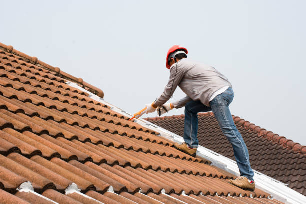 Best Roof Moss and Algae Removal  in Cove Creek, NC